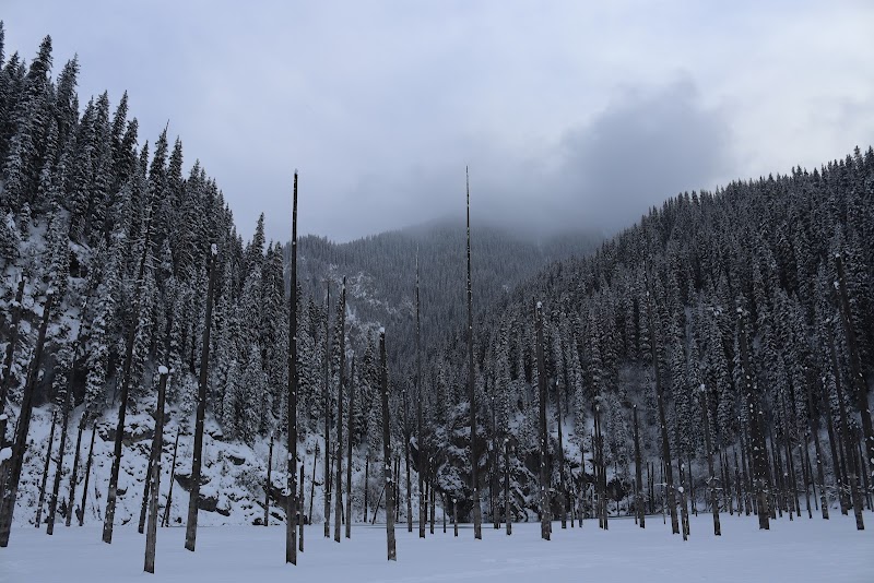 Submerged spruce trees rising from snow-covered Kaindy Lake, Kazakhstan