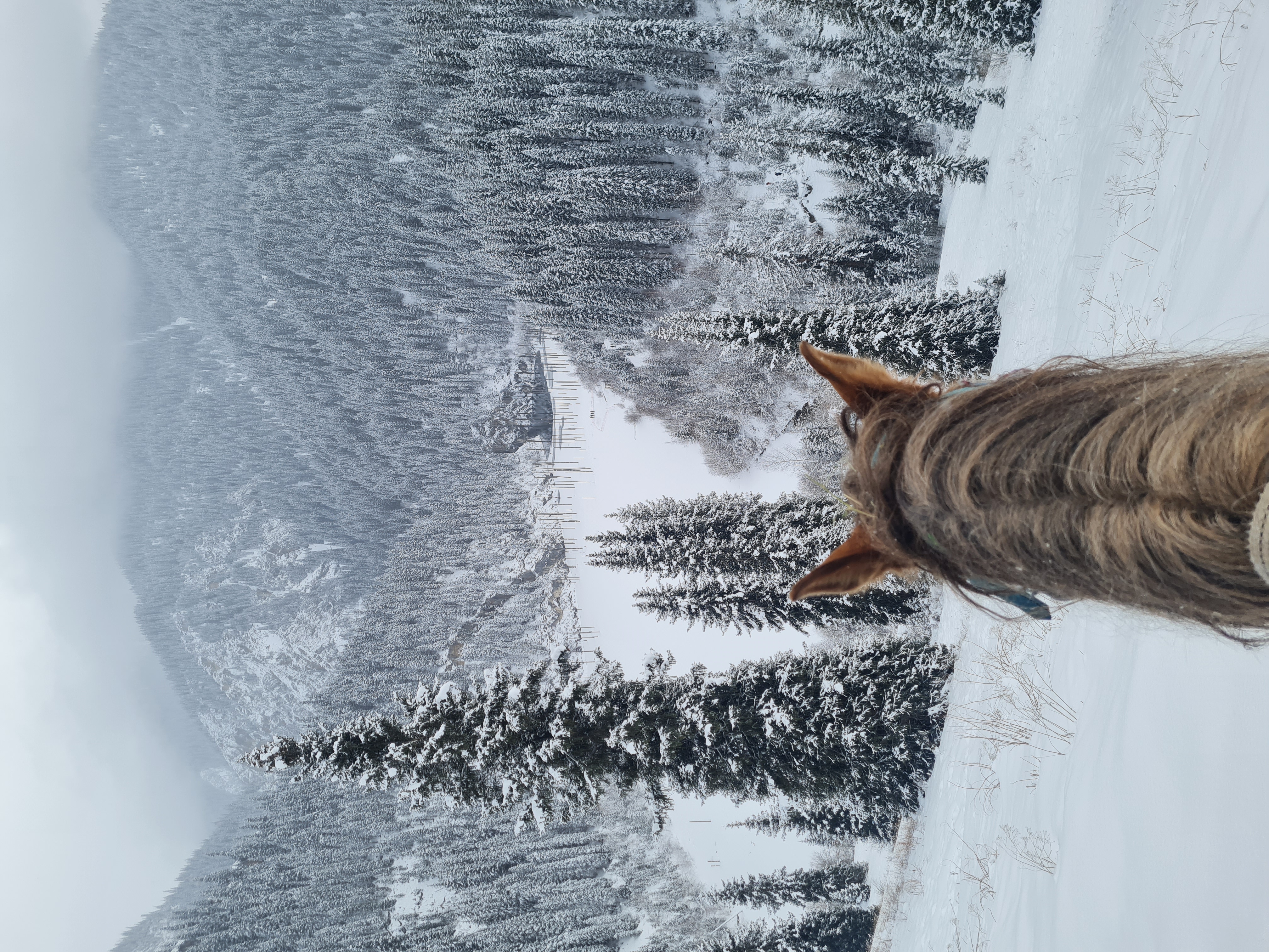 View between a horse's ears looking down a steep snowy slope into a valley of snow-covered pine trees